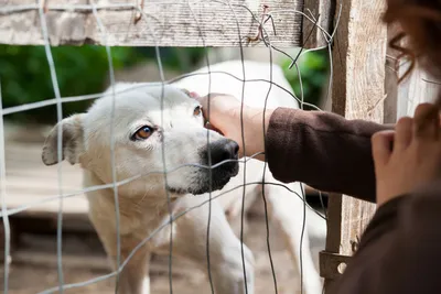 В Польше заплатят по 120 евро желающим взять собак из приютов » Vegan