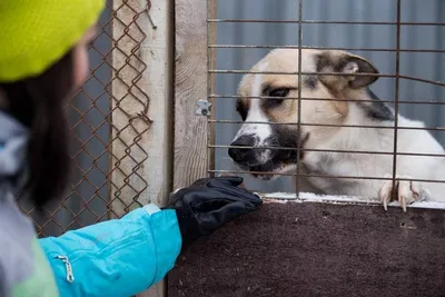 Защита животных в Казани: как взять собаку из приюта - Инде