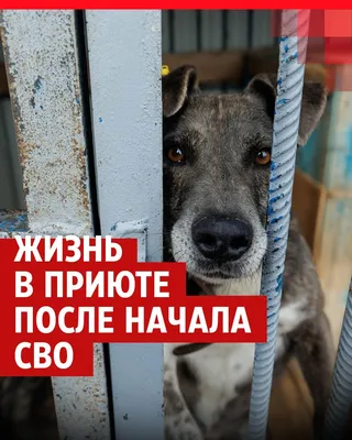 Примэрия Кишинева предлагает желающим завести собаку брать животное из  приюта