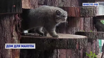 В Московский зоопарк вернется забайкальский манул :: Новости :: ТВ Центр
