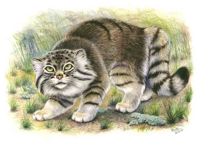 Забайкальский кот манул стал звездой интернета