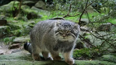 Манул забайкальский дикий кот - 72 фото