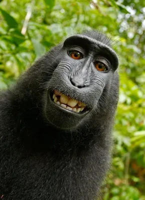 Забавные фото обезьян 