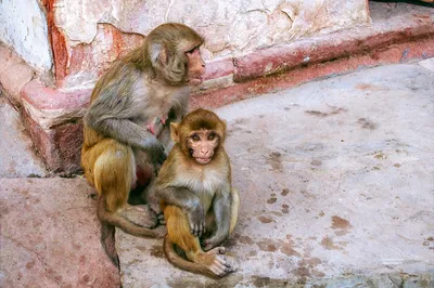 Смешные обезьянки обжоры! Смотри и смейся! | МанкиБлог | Дзен
