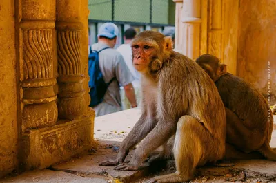 Самые необычные обезьяны планеты | Fishki.Net | Дзен