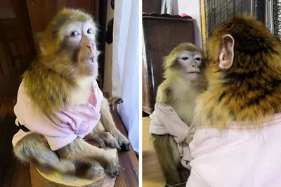 фотографии забавных обезьян Стоковое Изображение - изображение  насчитывающей обезьяны, головка: 271890423
