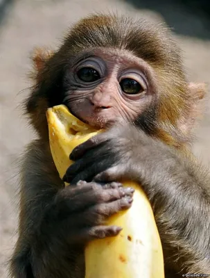 Обезьянка, кушающая банан. | Фотографии обезьян, Домашняя обезьянка,  Забавные фотографии обезьян