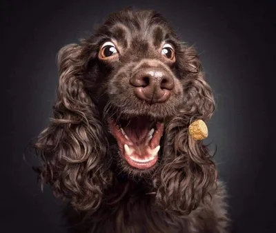 Для настроения: забавные и смешные собаки | Дневник собачницы | Дзен