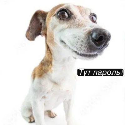 russian по низкой цене! russian с фотографиями, картинки на смешные собаки  знаки изображения.alibaba.com