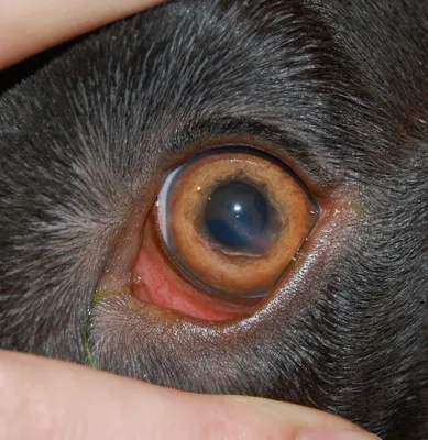 Заболевание глаз у собак фото 