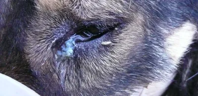 У собаки слезятся глаза: почему и что делать? | Блог зоомагазина  Zootovary.com