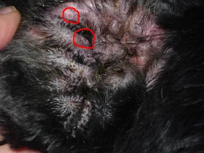 Заболевание ушей у собак фото 