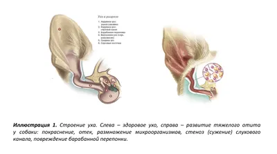 Болезни ушей, их симптомы — Ветеринарная клиника