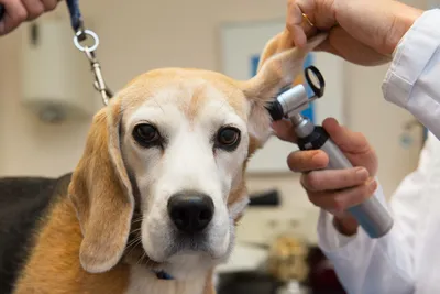 Отит наружного уха у собак: причины и лечение