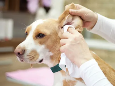 Отит у собак: причины, симптомы и схемы лечения