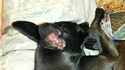Лечение отита у собак - средства для лечения ушей собак купить оптом по  низкой цене - ГК Ветпром