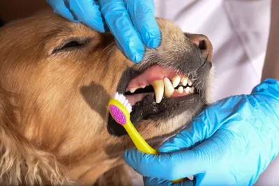 Лечение вывиха челюсти у собак | Цены на лечение вывиха челюсти - ЗооПорт