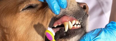 Спрей для домашних животных 60 мл для устранения плохого рота собаки кошки  зубов очистка дыхания плохой естественный борец зубной налет и жвачка заболевания  рта френч | AliExpress