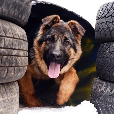 Почему собаки облизывают людей | РБК Украина