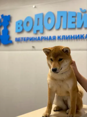 Кинолог назвал пять причин агрессивного поведения собак - РИА Новости,  11.10.2021