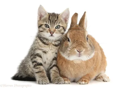 Кошка И Кролик — стоковые фотографии и другие картинки Кролик - животное -  Кролик - животное, Домашняя кошка, Белый фон - iStock