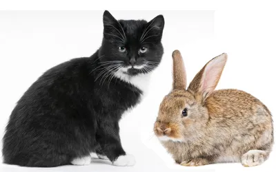 Кот или Кролик? В 2023 счастье принесут оба! | Феячим с Натали. Ритуалы на  все случаи жизни | Дзен