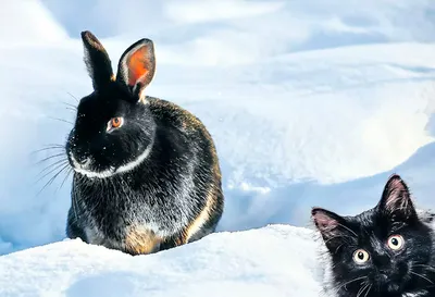 NBA Pro Шапка для кошек и собак уши зайца смешные