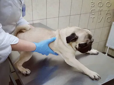 Залом хвоста у собаки - как определить, диагностика и лечение в Москве.  Ветеринарная клиника \"Зоостатус\"