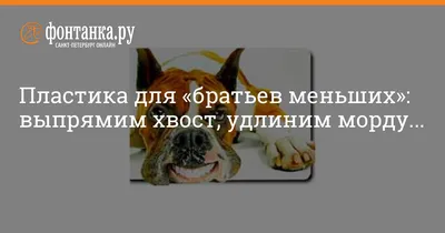 Зачем собакам хвост? - Питомцы Mail.ru