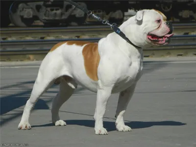 АМЕРИКАНСКИЙ БУЛЬДОГ (American Bulldog)