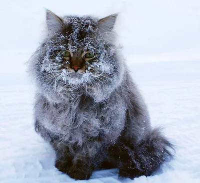 Замерзший кот - 73 фото