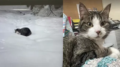 Замерзший котенок на трубе теплотрассы