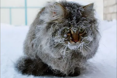 Леденящий ужас, или самый замерзший в мире котик: tanjand — LiveJournal