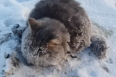 Леденящий ужас, или самый замерзший в мире котик