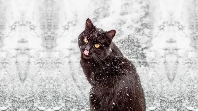 Кот Кот замерз на Омской ул., 140А | Pet911.ru
