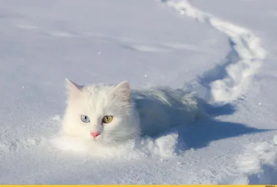 Шубе кошка на снежный морозный зимний день Стоковое Фото - изображение  насчитывающей меховой, любознательно: 212558612