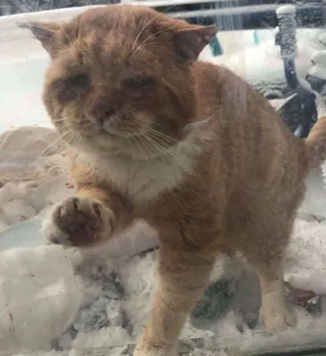 Замёрзший кот поскрёбся в дверь к незнакомке, умоляя о спасении, и его  жизнь изменилась навсегда
