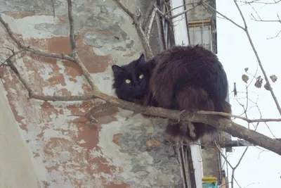 Найден замерзший кот в микрорайоне Юбилейный, Пермь | Pet911.ru