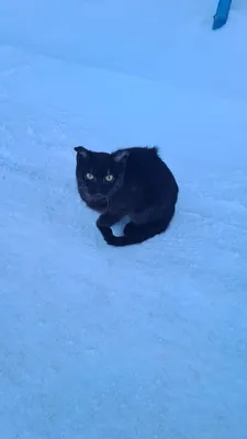 Ледяной кот. красиво. на фоне зима…» — создано в Шедевруме