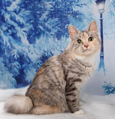 Замерзший кот поскребся в дверь к незнакомке, умоляя о спасении, и его  жизнь изменилась навсегда | #ЖИТЬ | Дзен
