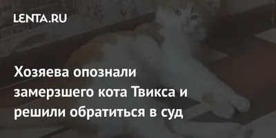 Замороженный кот сидит стоковое изображение. изображение насчитывающей  сезон - 31752261