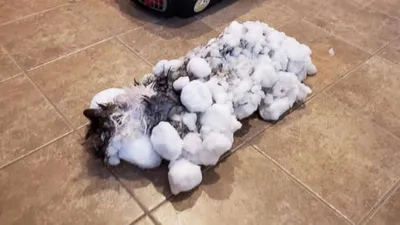 Кошка чудом «ожила» после того, как при -13 градусах превратилась в  замерзший комок снега