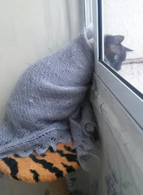 Замерзший кот Маркиз | Домашние питомцы. | Дзен