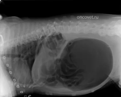 Заворот желудка у собак - симптомы, лечение, профилактика