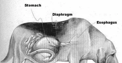 shansbio - Заворот желудка у собак: чем опасен, симптомы и... | Facebook