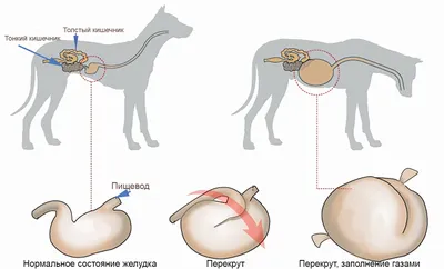 Гастропексия у собак: причины заворота желудка и особенности операции –  Статьи