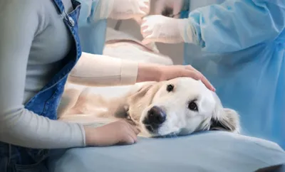 shansbio - Заворот желудка у собак: чем опасен, симптомы и... | Facebook