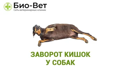 Непроходимость кишечника у собаки: симптомы, лечение, операция в ветклинике  Живаго в Омске