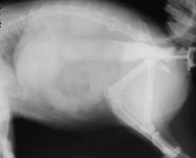 Заворот кишок у собаки – симптомы, советы ветеринаров