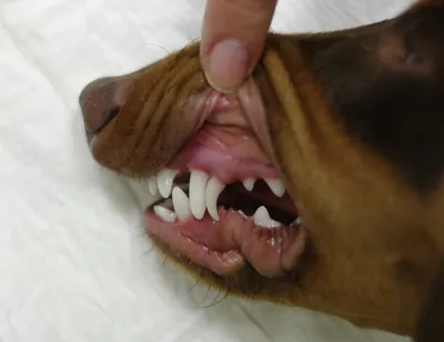 Здоровые десны собаки стоковое изображение. изображение насчитывающей  ангстрома - 195852457